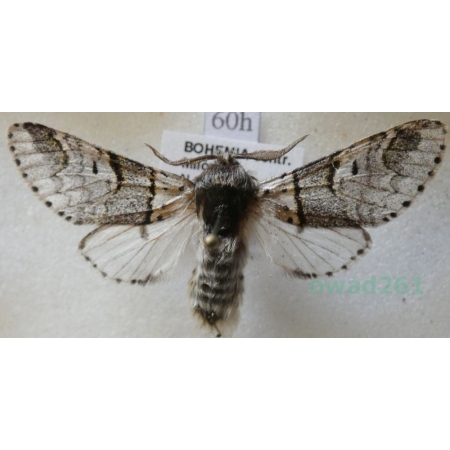 Furcula bifida (Brahm, 1787) male Widłogonka dwojaczka, Leszczotka dwojaczka Czech60h